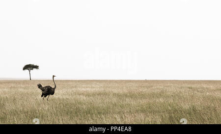 Le parc national de Masai Mara, Kenya. Belle autruche. Banque D'Images