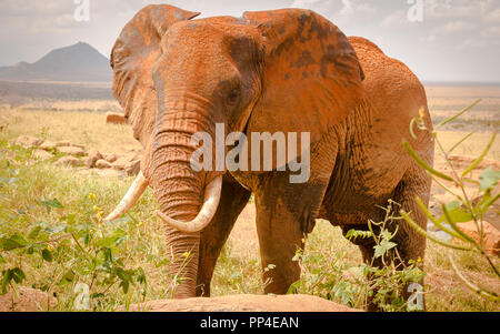 L'éléphant d'Afrique avant le matin dans l'eau trou, vue avant, Kenya Tsavo Banque D'Images