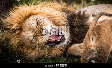 Roi Lion - grand mâle Serengeti, Tanzanie - Banque D'Images