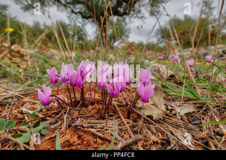 Groupe de cyclamen à feuilles de lierre ou sowbread (Cyclamen hederifolium) dans l'oliveraie habitat sur la péninsule du Péloponnèse, Grèce Banque D'Images