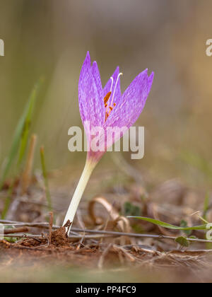 Fleur de crocus d'automne (Colchicum autumnale) dans l'habitat sauvage de la péninsule de Péloponnèse en Grèce Banque D'Images