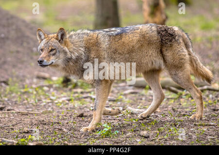 Le loup gris d'Europe (Canis lupus) Balade en forêt naturelle à côté de l'habitat Banque D'Images