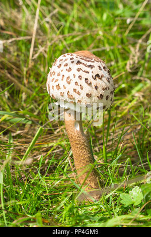 Parasol Macrolepiota procera (champignons Agaricaceae), gorwing sur une réserve naturelle dans le Herefordshire UK campagne. Septembre 2018 Banque D'Images