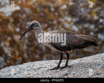 Hadada ou Hadeda Ibis (Bostrychia hagedash) sur les rives de False Bay, près de Cape Town sur le Western Cape, Afrique du Sud Banque D'Images