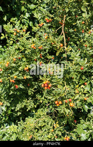 La maturation des baies de rose musquée sur Bush Banque D'Images