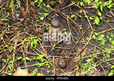 Arqué de champignons Earthstar. (Geastrum Fornicatum). Banque D'Images