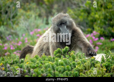 Le babouin dans le Cap de Bonne Espérance Parc national sur la péninsule du Cap, Western Cape, près de Cape Town, Afrique du Sud Banque D'Images