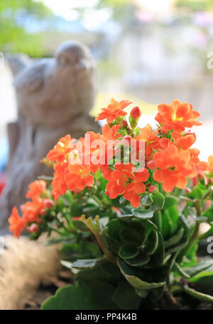 De couleur orange vif fermé Fleurs de Flaming Katy Plantes Succulentes avec Sculpture d'oiseaux peu flou en arrière-plan Banque D'Images