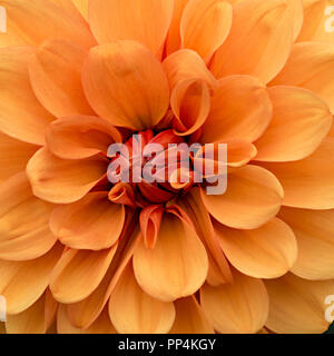 'David Howard' Dahlia fleur gros plan, Derbyshire, Angleterre, RU Banque D'Images