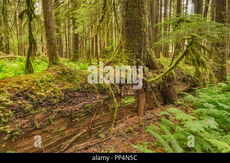 Les nouveaux semis croissant sur journal d'une infirmière, d'Anciennes oliveraies Sentier, Sol Duc River area, Olympic National Park, Washington State, USA Banque D'Images