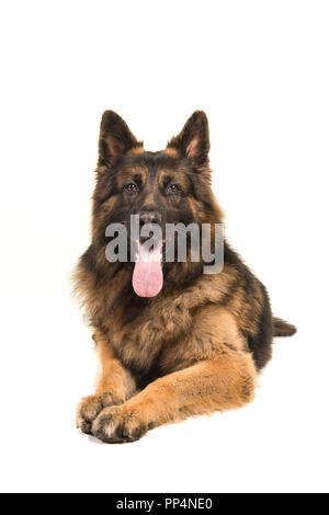 Berger allemand adultes chien couché à l'appareil photo au vu de l'avant, isolé sur fond blanc Banque D'Images
