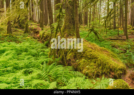 Les nouveaux semis croissant sur journal d'une infirmière, d'Anciennes oliveraies Sentier, Sol Duc River area, Olympic National Park, Washington State, USA Banque D'Images