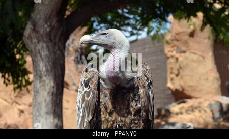 Vautour de rüppell vautour fauve (Gyps rueppelli) Banque D'Images