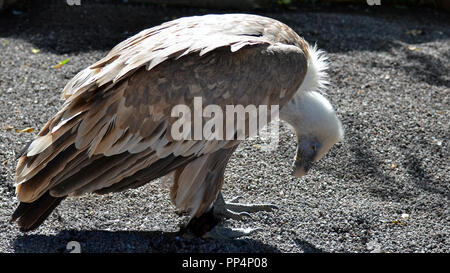 Vautour fauve (Gyps fulvus), Eurasian griffon Banque D'Images