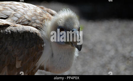 Vautour fauve (Gyps fulvus), Eurasian griffon portrait Banque D'Images