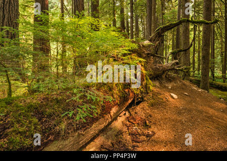 Les nouveaux semis croissant sur journal d'une infirmière, d'Anciennes oliveraies Sentier, Sol Duc River area, Olympic National Park, Washington State, USA Banque D'Images