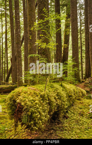 Les nouveaux semis croissant sur journal d'une infirmière, d'Anciennes oliveraies Sentier, Sol Duc River area, Olympic National Park, Washington State, USA Banque D'Images