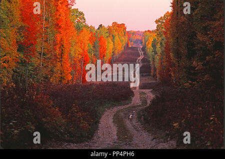 Route de terre dans le nord du Michigan forêt en automne. Banque D'Images