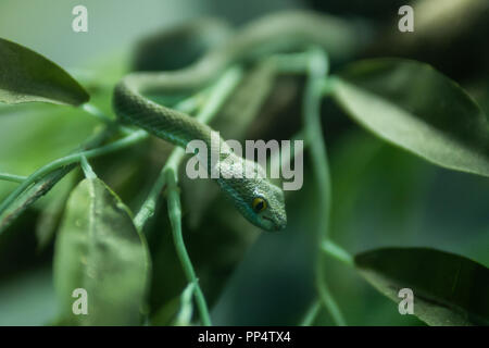 White-lipped Pit Viper Banque D'Images