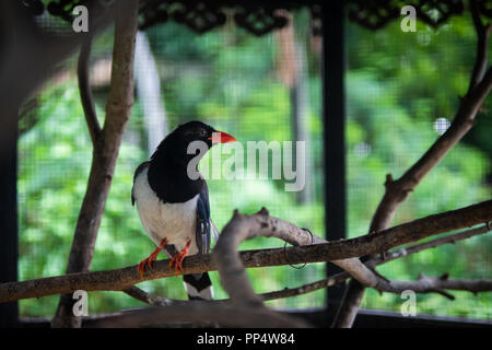 Pie bleue on tree branch Banque D'Images