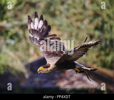 Caracara huppé en vol avec de la végétation verte à l'arrière-plan Banque D'Images