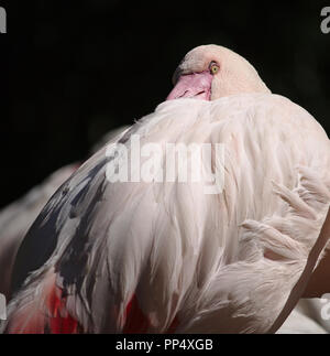 Portrait d'un flamant rose reposant sa tête sur le dos Banque D'Images