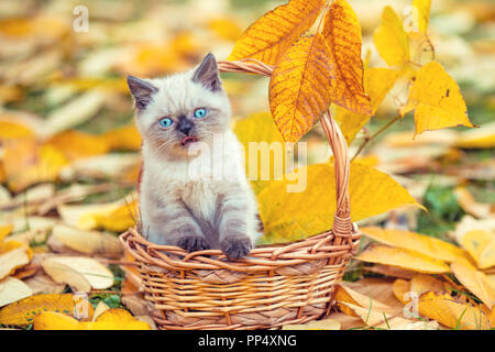 Petit Chaton assis dans un panier dans le jardin sur les feuilles tombées en automne Banque D'Images