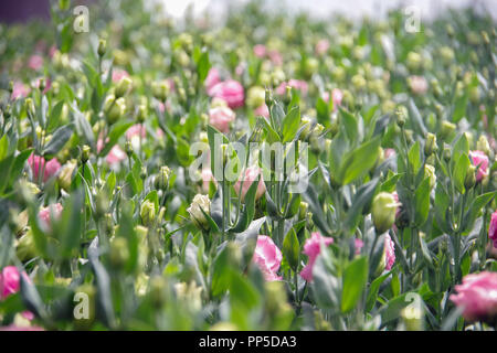 Avec l'arrière-plan ou de fleurs fleurs lisianthus propice à la ferme Banque D'Images