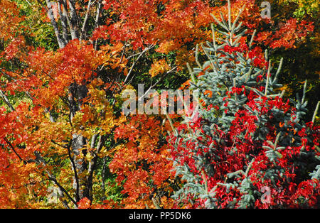 Action de grâce et Noël en un. Tout en admirant les couleurs de l'automne dans le nord de l'État de New York, il était là, un sapin bleu décoré dans des parures naturelles Banque D'Images