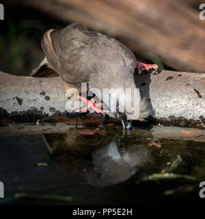 Speckled Mousebird (Colius striatus) Banque D'Images