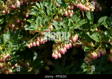 Enkianthus campanulatus Banque D'Images