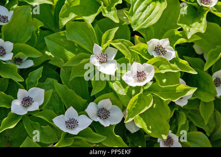 Cornus canadensis Banque D'Images