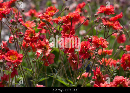 Geum Tempest écarlate Banque D'Images