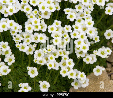 Saxifraga cebennensis Banque D'Images