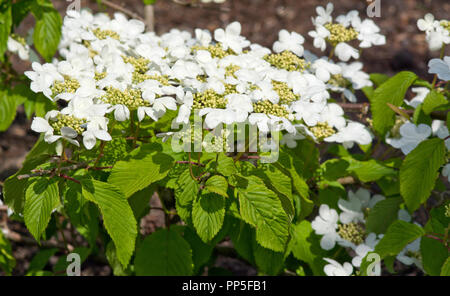 Viburnum plicatum 'Mariesii f. tomentosum' Banque D'Images