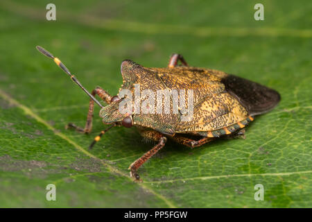 Troilus luridus Shieldbug (bronze) reposant sur des feuilles de chêne. Tipperary, Irlande Banque D'Images