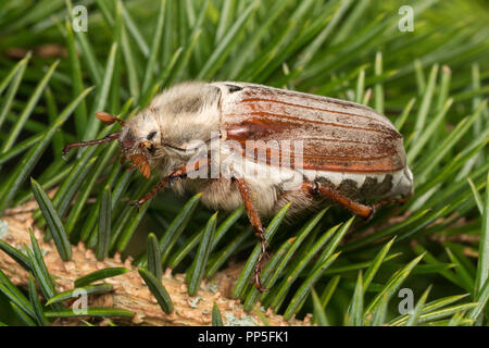 Catégorie : commun (Melolontha melolontha) reposant en pin. Tipperary, Irlande Banque D'Images