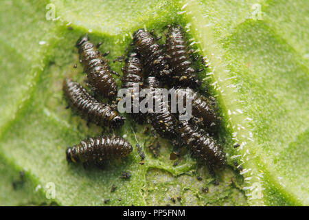 Quai vert beetle larvae (Gastrophysa viridula) se nourrissant de plantes. dock Tipperary, Irlande Banque D'Images