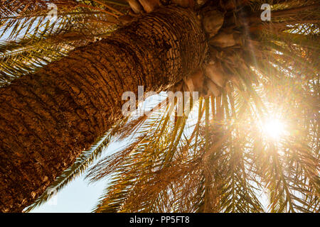 Soleil qui brille à travers palmiers tropicaux au coucher du soleil Banque D'Images