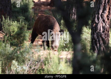 Sanglier dans une forêt méditerranéenne Banque D'Images