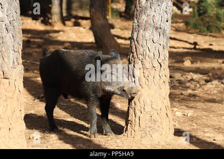 Sanglier dans une forêt méditerranéenne Banque D'Images