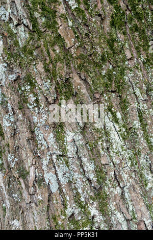 De lichen et de mousse sur l'écorce des arbres Banque D'Images