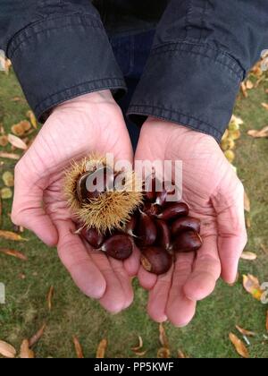 Male hands holding une poignée de châtaignes fraîchement récoltés hors de la coquille.Fin de l'été / en début de chasse d'automne de maison Jardin. Banque D'Images