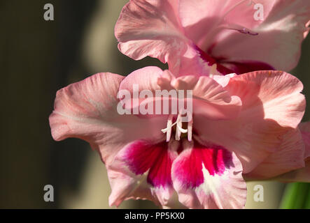 Glaïeul de couleur rose fleur pousse dans jardin sur fond sombre Banque D'Images