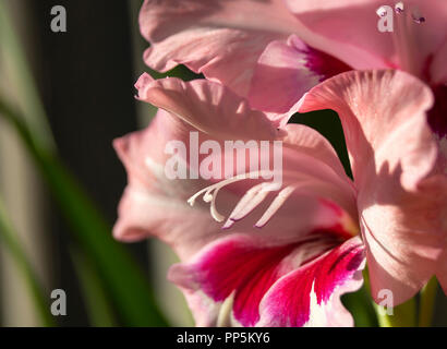 Glaïeul de couleur rose fleur pousse dans jardin sur fond sombre Banque D'Images