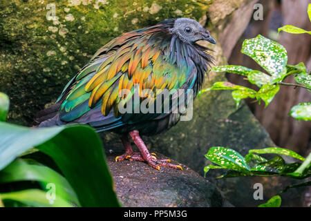 Pigeon Nicobar (Caloenas nicobarica) originaire de la région côtière de la Côte d'Ivoire Banque D'Images