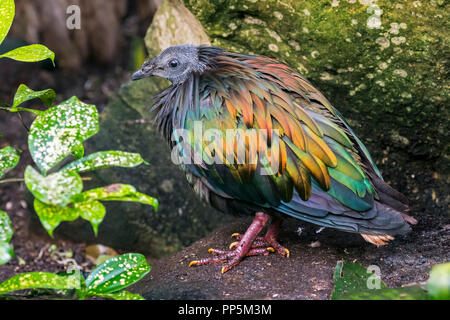 Pigeon Nicobar (Caloenas nicobarica) originaire de la région côtière de la Côte d'Ivoire Banque D'Images