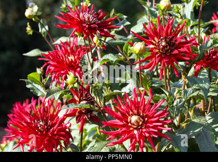 Negerkop asteraceae dahlia variété de chrysanthème, fleurs bourgogne lumineux avec de fines pétales longs et un coeur vert, beaucoup de fleurs sur les buissons Banque D'Images