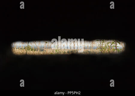 Champ de blé sur le poste d'observation utilisé dans les tranchées pendant la Première Guerre mondiale, en la main de Massiges dans Marne région au nord-est de la France. La Main de Massiges était l'un des sites majeurs de la Première Guerre mondiale de 1914 à 1918. La tranchée d'origine allemande a été conquis par le 23e Régiment d'infanterie coloniale de l'armée française le 25 septembre 1915 et a été la première ligne de défense française de septembre à octobre 1915. La tranchée poste d'observation a été restauré au cours des travaux de restauration de la région réalisé par la main de Massiges Association depuis 2009. Banque D'Images