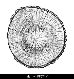 Journal de l'arbre, les cernes de croissance du bois texture grunge vector illustration. Illustration de Vecteur